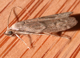 Dried-fruit Moth